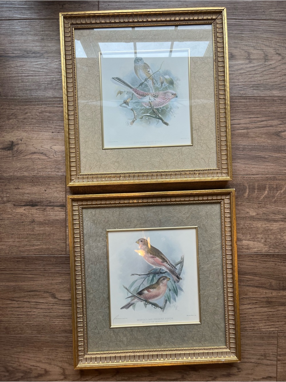 Vintage JG Keulemans Mintern Bros Bird Lithograph Pair - Bombay Co